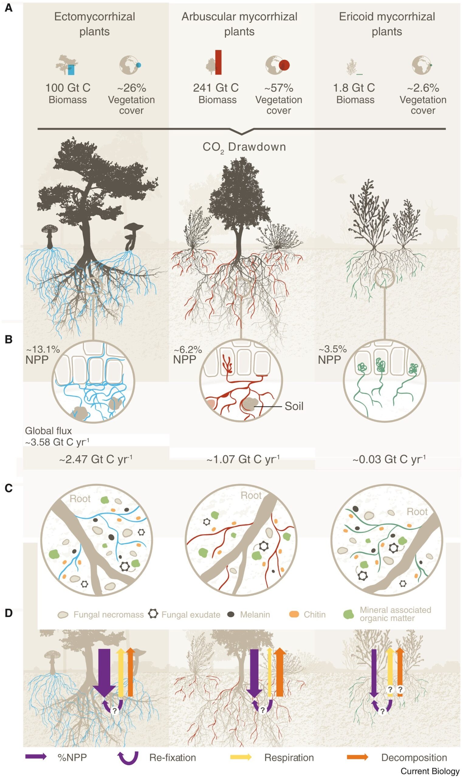 Figure 2: Illustration of the mechanisms by which mycorrhizal fungi help gain and lose carbon in soil. (Hawkins et al, 2023)