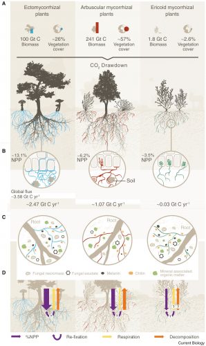 Figure 2: Illustration of the mechanisms by which mycorrhizal fungi help gain and lose carbon in soil. (Hawkins et al, 2023)