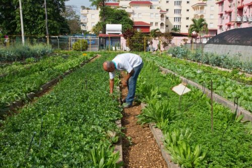 Man tends an organopónico – a government-subsidized system of urban and peri-urban farming – in a suburb of Havana, Cuba, 2012. Photo: Mark Thomas / Alamy